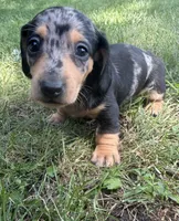 Fred, a male Miniature Dachshund for sale in Jonesburg, MO – 3 of 6
