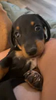 Shaggy, a male Miniature Dachshund for sale in Jonesburg, MO – 6 of 6