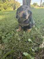 Fred, a male Miniature Dachshund for sale in Jonesburg, MO – 2 of 6