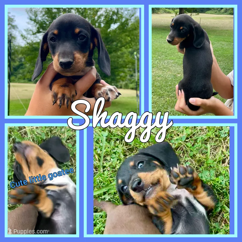Shaggy – Miniature Dachshund puppy for sale in Jonesburg, MO