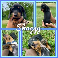 Shaggy, a male Miniature Dachshund for sale in Jonesburg, MO – 1 of 6