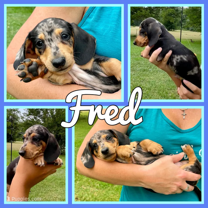 Fred – Miniature Dachshund puppy for sale in Jonesburg, MO