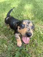 Fred, a male Miniature Dachshund for sale in Jonesburg, MO – 4 of 6