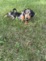 Fred, a male Miniature Dachshund for sale in Jonesburg, MO – 5 of 6