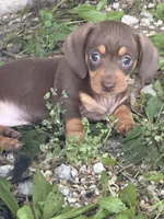 Daphne, a female Miniature Dachshund for sale in Jonesburg, MO – 2 of 2