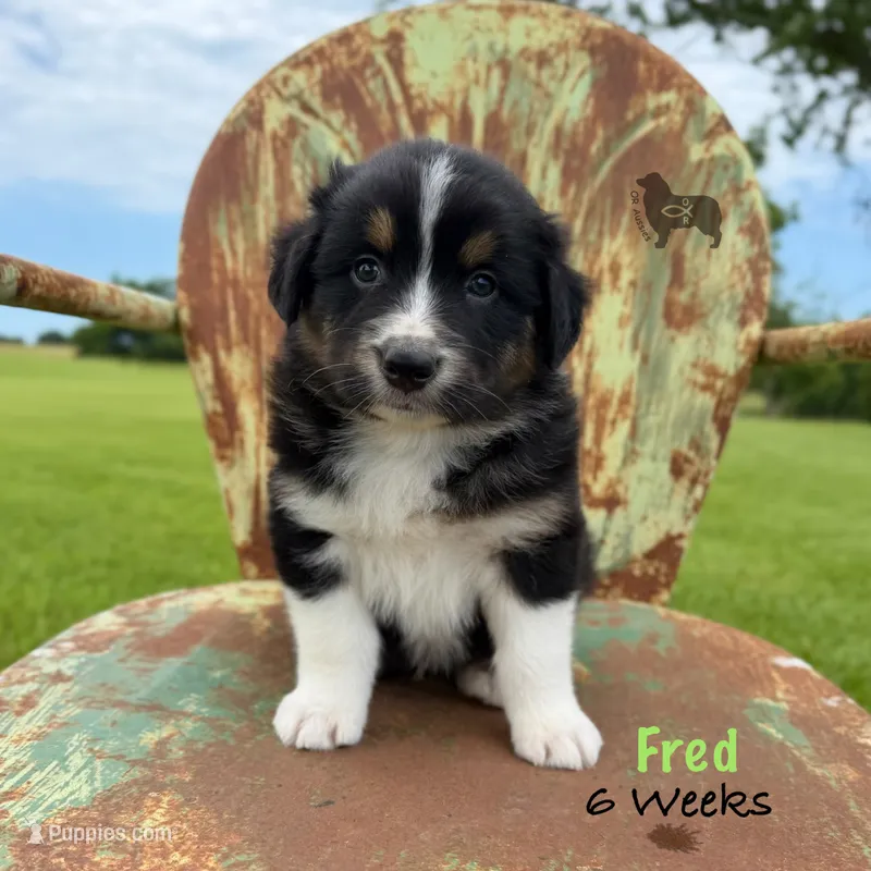 Fred – Australian Shepherd puppy for sale in El Dorado Springs, MO
