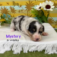 Mystery, a female Australian Shepherd for sale in El Dorado Springs, MO – 4 of 6