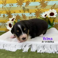 Velma, a female Australian Shepherd for sale in El Dorado Springs, MO – 4 of 6