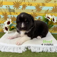 Ghost, a male Australian Shepherd for sale in El Dorado Springs, MO – 6 of 6
