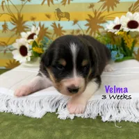 Velma, a female Australian Shepherd for sale in El Dorado Springs, MO – 5 of 6
