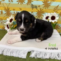 Fred, a male Australian Shepherd for sale in El Dorado Springs, MO – 3 of 6