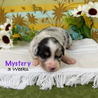 Mystery, a female Australian Shepherd for sale in El Dorado Springs, MO – 6 of 6