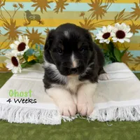 Ghost, a male Australian Shepherd for sale in El Dorado Springs, MO – 1 of 6