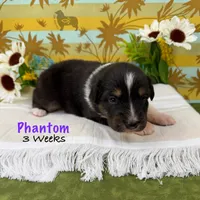 Phantom, a female Australian Shepherd for sale in El Dorado Springs, MO – 5 of 6