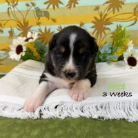 Fred, a male Australian Shepherd for sale in El Dorado Springs, MO – 5 of 6
