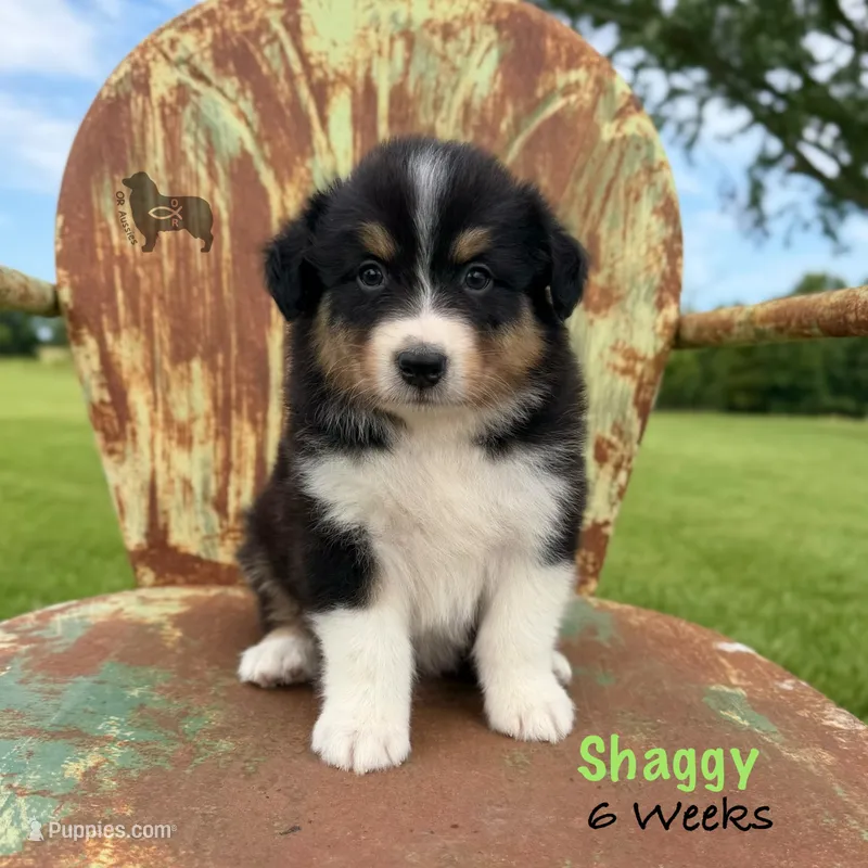 Shaggy – Australian Shepherd puppy for sale in El Dorado Springs, MO