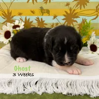 Ghost, a male Australian Shepherd for sale in El Dorado Springs, MO – 5 of 6