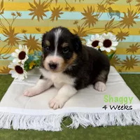 Shaggy, a male Australian Shepherd for sale in El Dorado Springs, MO – 3 of 6