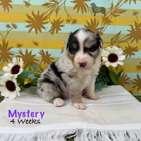 Mystery, a female Australian Shepherd for sale in El Dorado Springs, MO – 1 of 6