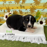Fred, a male Australian Shepherd for sale in El Dorado Springs, MO – 4 of 6