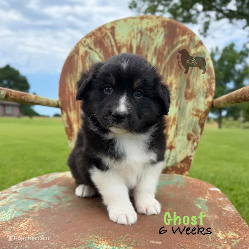 Ghost – Australian Shepherd puppy for sale in El Dorado Springs, MO