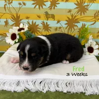 Fred, a male Australian Shepherd for sale in El Dorado Springs, MO – 6 of 6