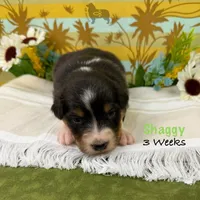 Shaggy, a male Australian Shepherd for sale in El Dorado Springs, MO – 6 of 6