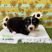 Shaggy, a male Australian Shepherd for sale in El Dorado Springs, MO – 2 of 6