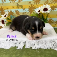 Velma, a female Australian Shepherd for sale in El Dorado Springs, MO – 6 of 6