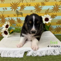Fred, a male Australian Shepherd for sale in El Dorado Springs, MO – 2 of 6