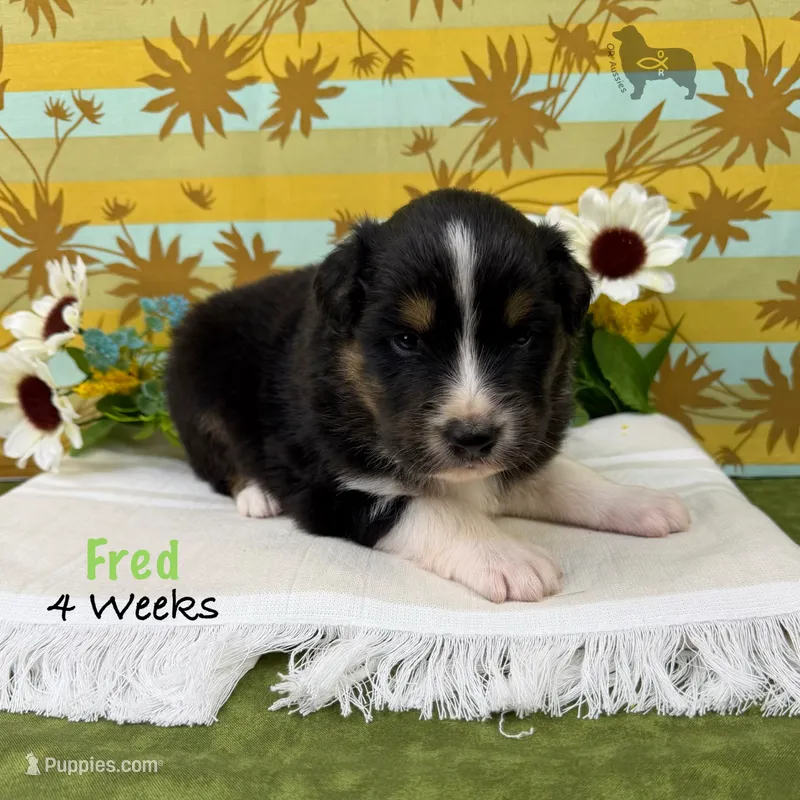 Fred – Australian Shepherd puppy for sale in El Dorado Springs, MO