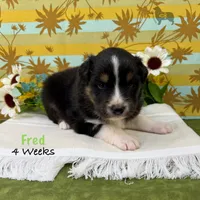 Fred, a male Australian Shepherd for sale in El Dorado Springs, MO – 1 of 6