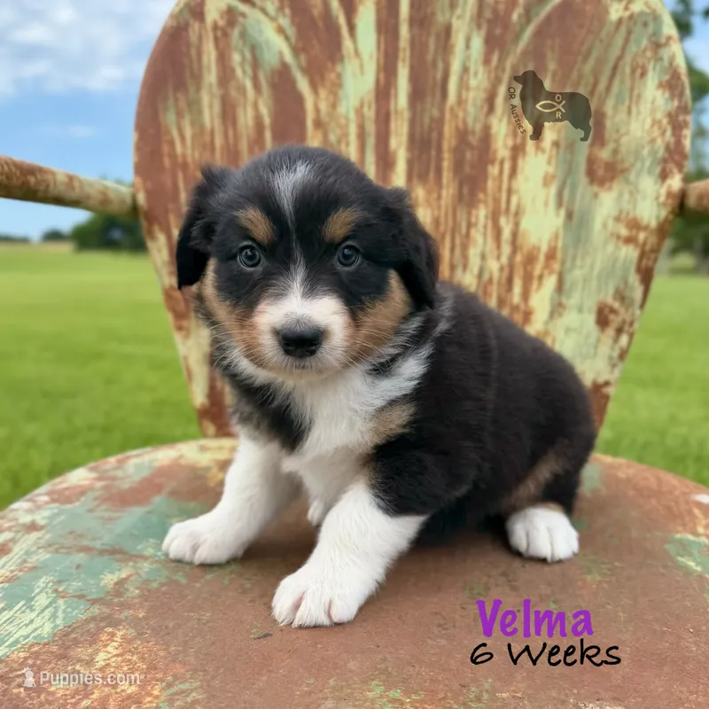Velma – Australian Shepherd puppy for sale in El Dorado Springs, MO