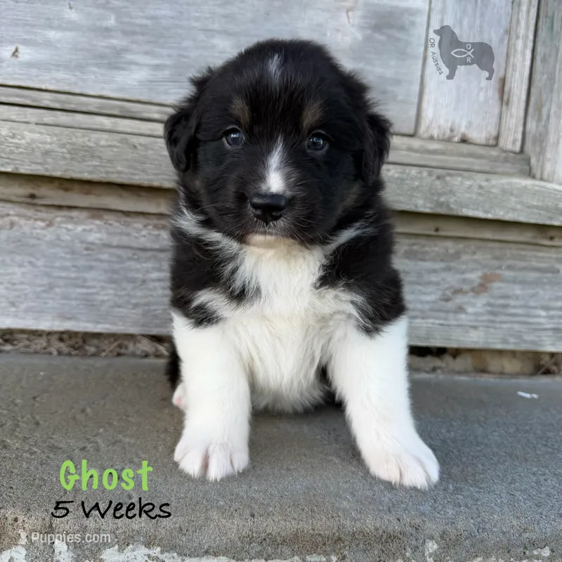 Ghost – Australian Shepherd puppy for sale in El Dorado Springs, MO