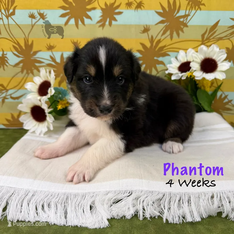 Phantom – Australian Shepherd puppy for sale in El Dorado Springs, MO