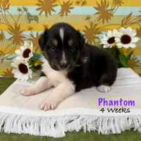 Phantom, a female Australian Shepherd for sale in El Dorado Springs, MO – 1 of 6