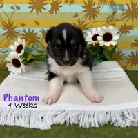 Phantom, a female Australian Shepherd for sale in El Dorado Springs, MO – 3 of 6