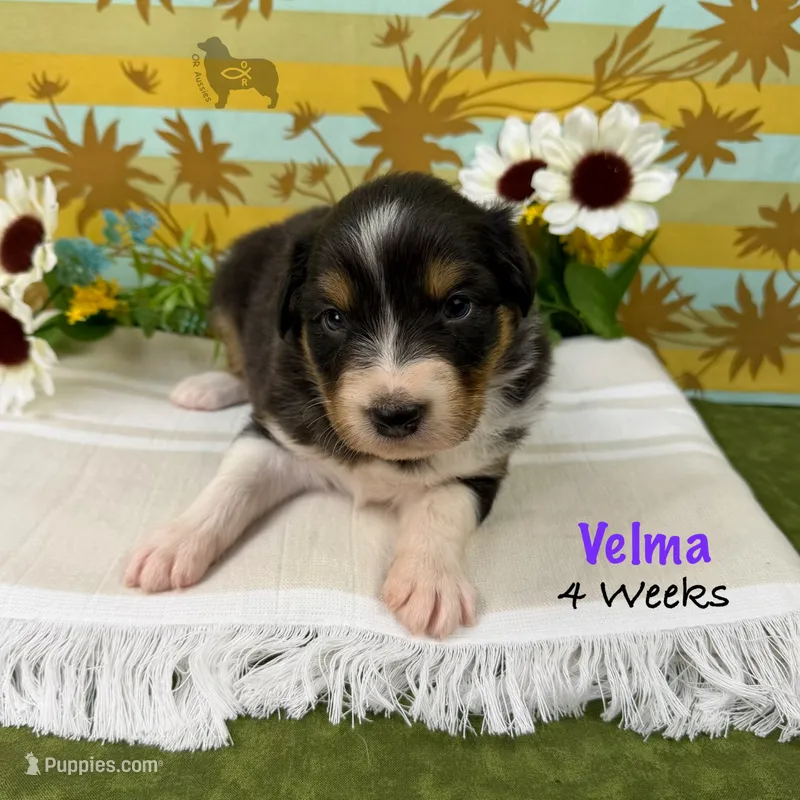 Velma – Australian Shepherd puppy for sale in El Dorado Springs, MO