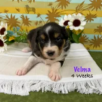 Velma, a female Australian Shepherd for sale in El Dorado Springs, MO – 1 of 6