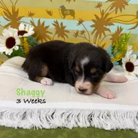 Shaggy, a male Australian Shepherd for sale in El Dorado Springs, MO – 5 of 6