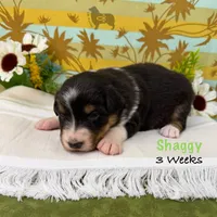 Shaggy, a male Australian Shepherd for sale in El Dorado Springs, MO – 4 of 6