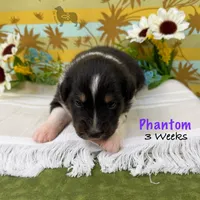 Phantom, a female Australian Shepherd for sale in El Dorado Springs, MO – 6 of 6