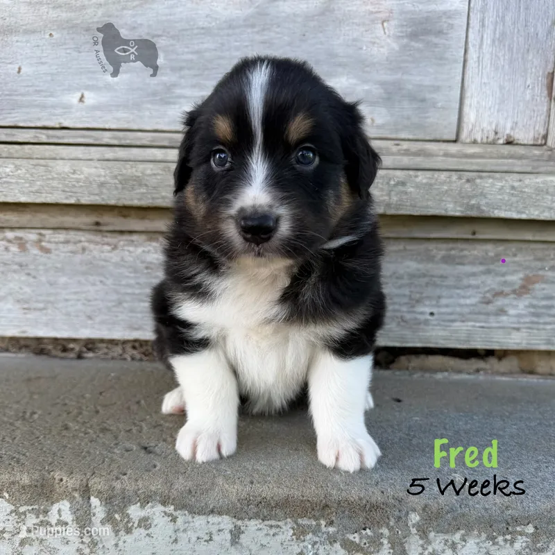 Fred – Australian Shepherd puppy for sale in El Dorado Springs, MO