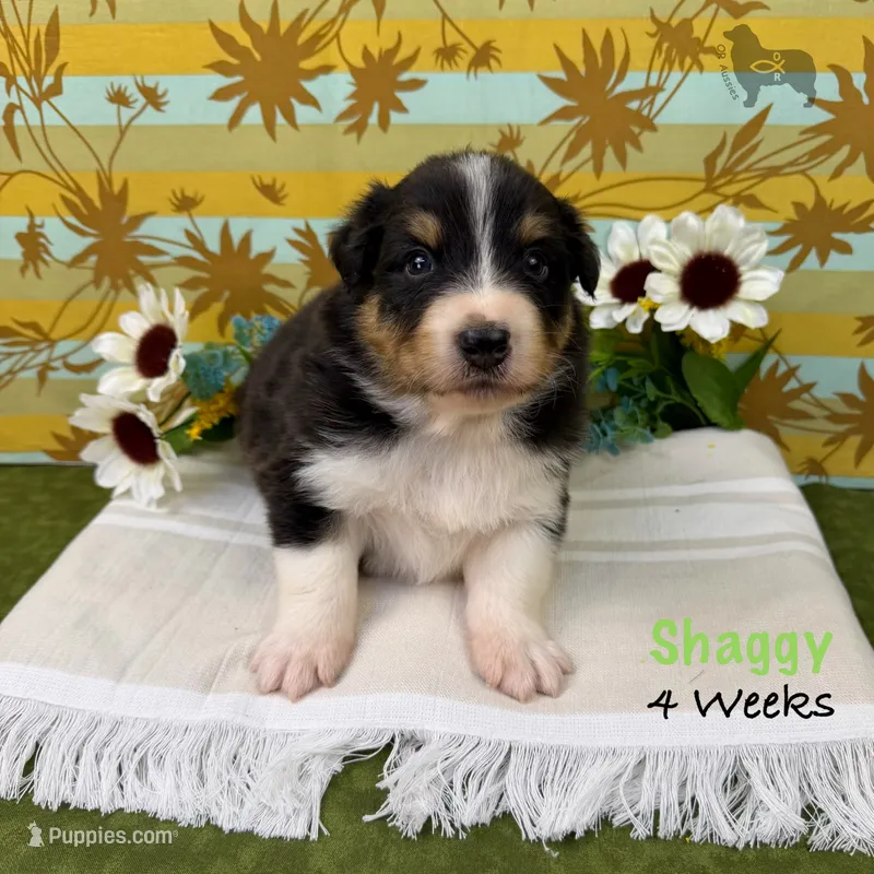 Shaggy – Australian Shepherd puppy for sale in El Dorado Springs, MO