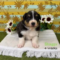 Shaggy, a male Australian Shepherd for sale in El Dorado Springs, MO – 1 of 6