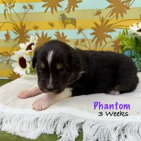 Phantom, a female Australian Shepherd for sale in El Dorado Springs, MO – 4 of 6