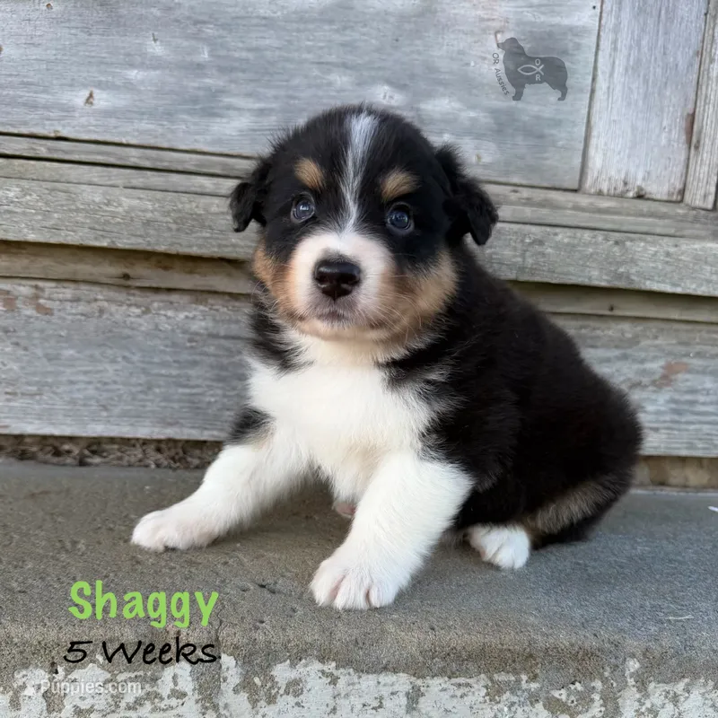 Shaggy – Australian Shepherd puppy for sale in El Dorado Springs, MO