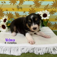 Velma, a female Australian Shepherd for sale in El Dorado Springs, MO – 3 of 6