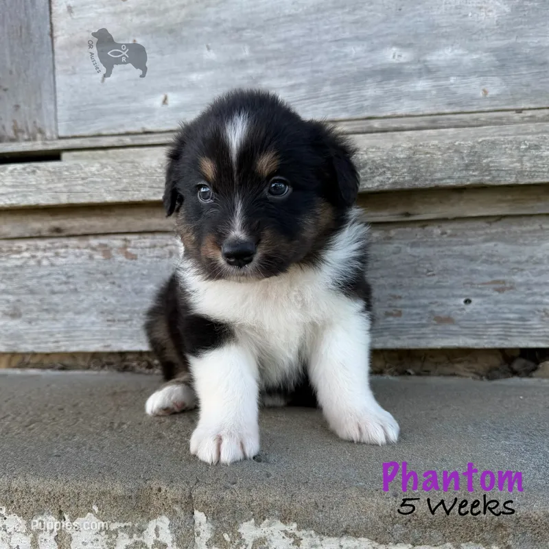 Phantom – Australian Shepherd puppy for sale in El Dorado Springs, MO
