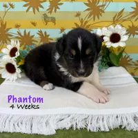 Phantom, a female Australian Shepherd for sale in El Dorado Springs, MO – 2 of 6